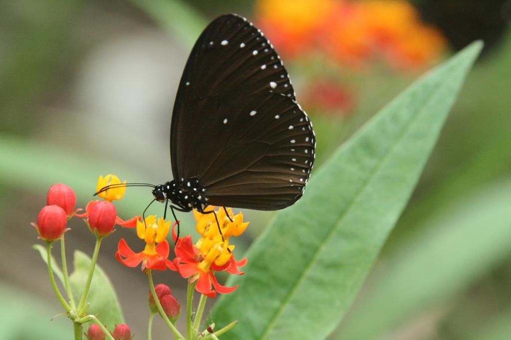 Butterfly B&B Manzhou Eksteriør bilde