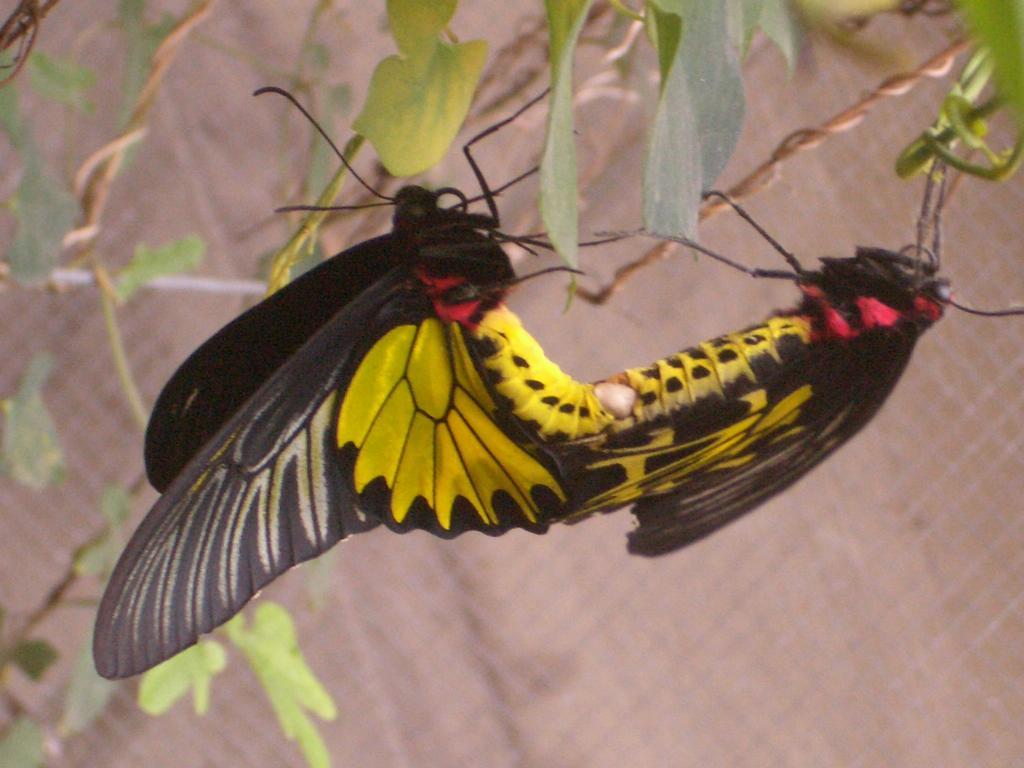 Butterfly B&B Manzhou Eksteriør bilde